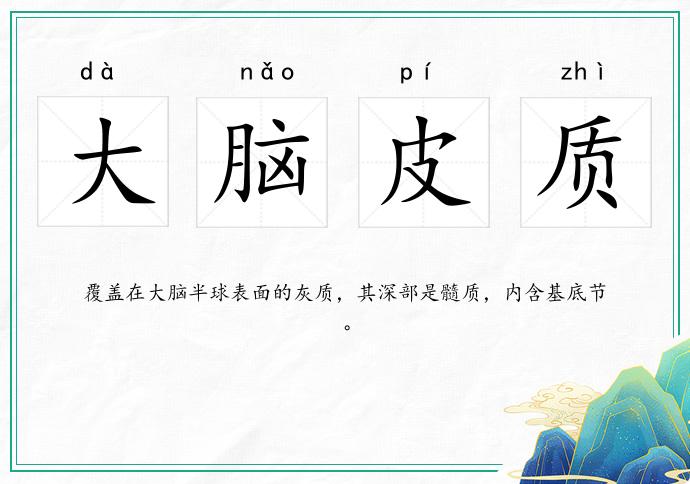 大脑皮质
