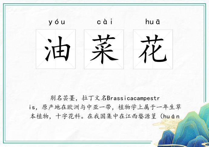 油菜花