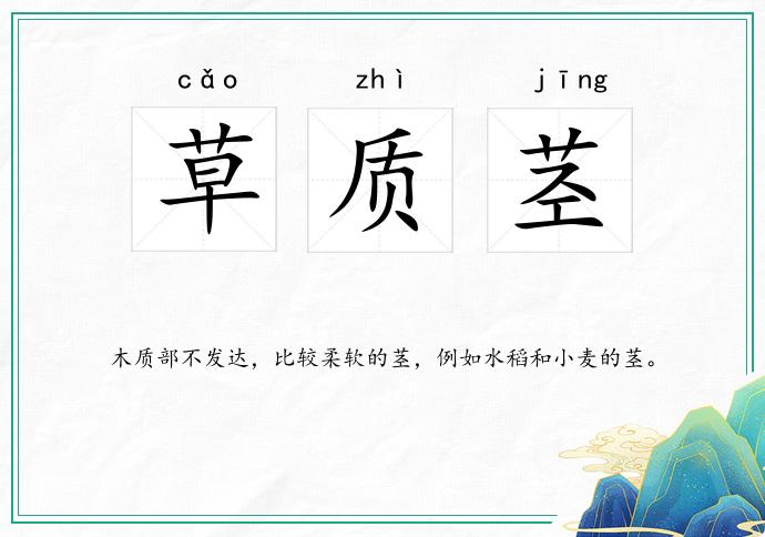草质茎