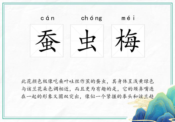 蚕虫梅