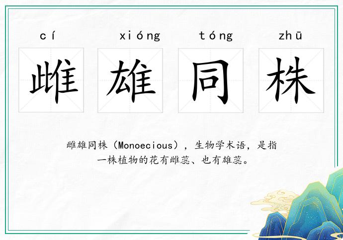 雌雄同株