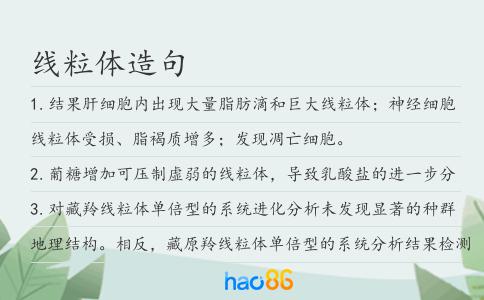 线粒体造句