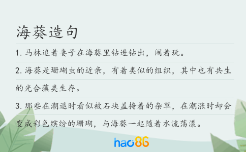 海葵造句