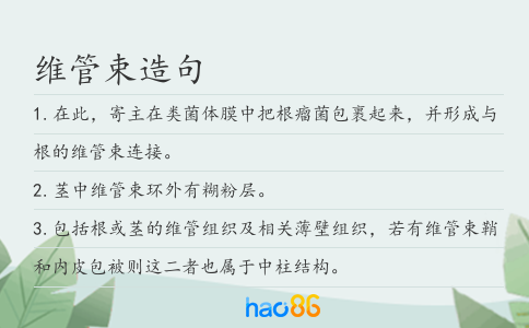 维管束造句