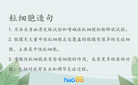粒细胞造句