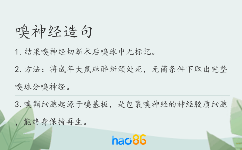 嗅神经造句