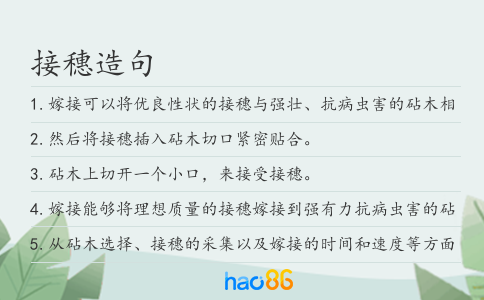 接穗造句