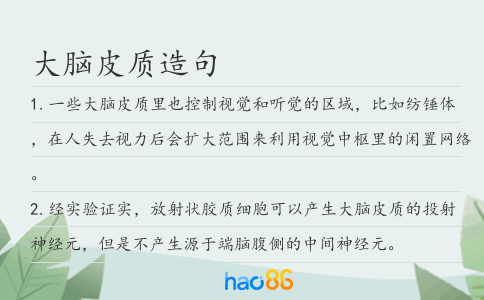 大脑皮质造句
