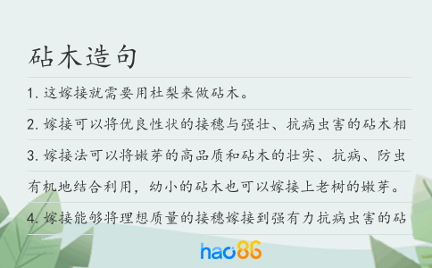 砧木造句