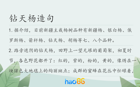 钻天杨造句