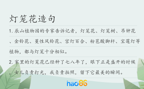 灯笼花造句