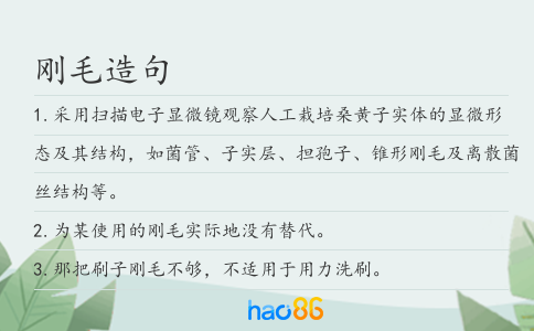 刚毛造句