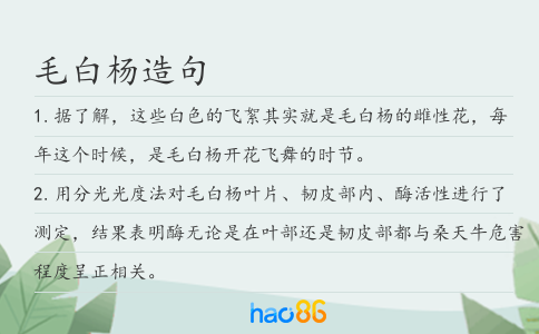 毛白杨造句