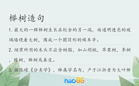 榉树造句